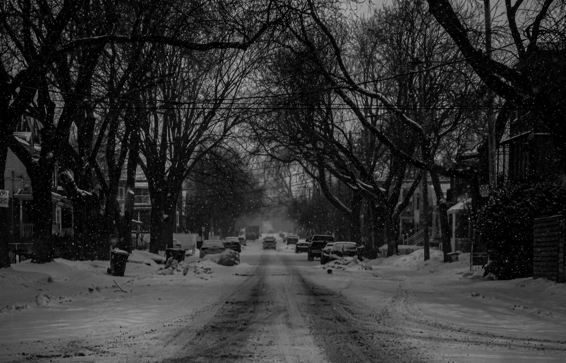 a grayscale of a snow covered road surrounded by deciduous trees