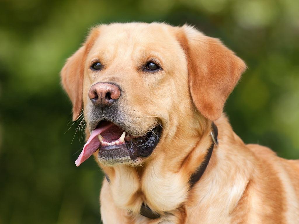 Golden Retriver with tongue hanging out of its mouth