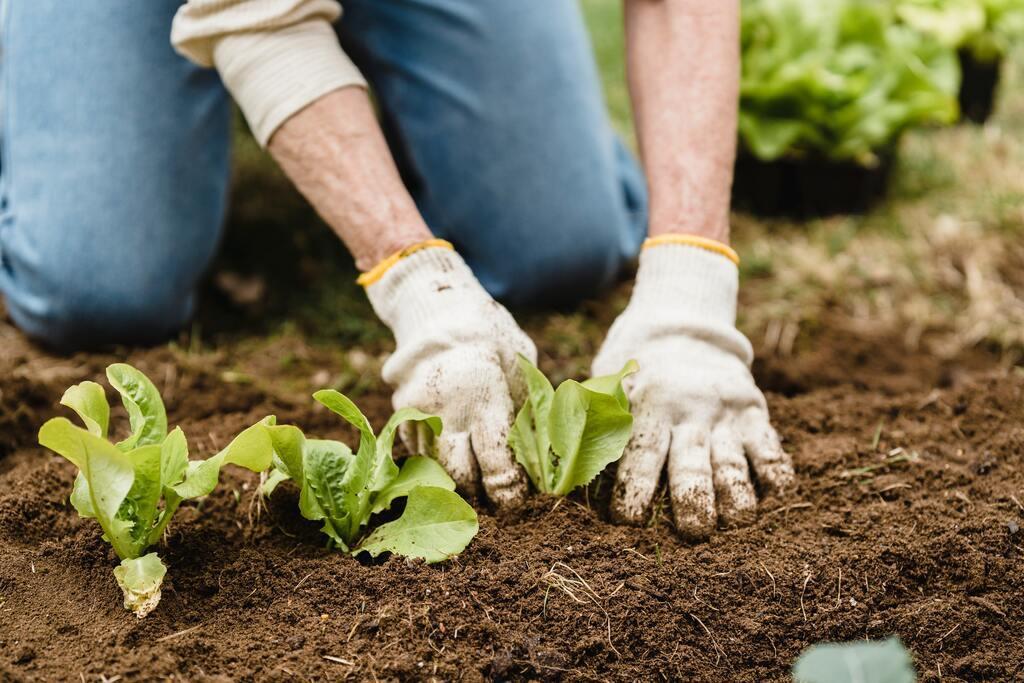 A person working in the garden