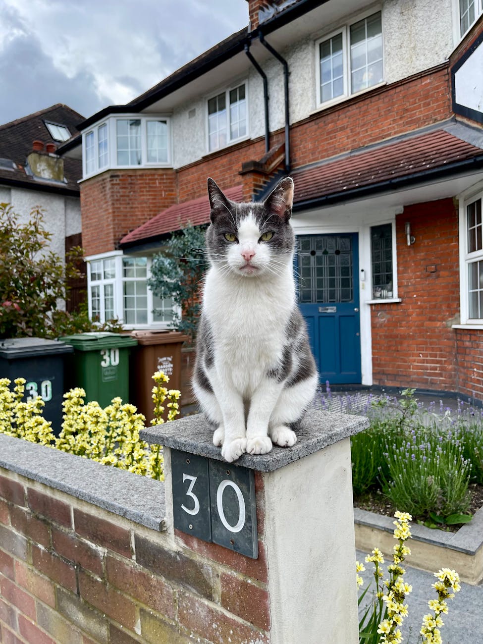 cat sitting on house fence in suburban neighborhood